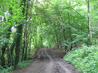 Wald im Wurmtal